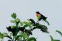 Amazonas06 - 074 * Red-breasted Blackbird.